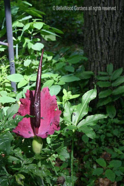 Overal Arum bellewood gardens diary Overal Arum bellewood gardens diary