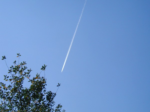Sound Less Plane BelleWood-Gardens - Diary