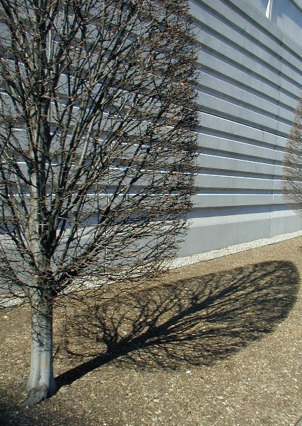 BelleWood-Gardens - Diary