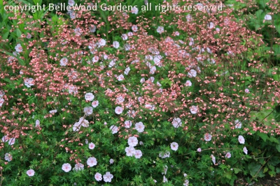 BelleWood-Gardens - Diary