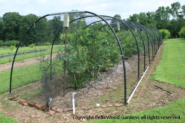 Bellewood Gardens Diary Garden Diary July 2017