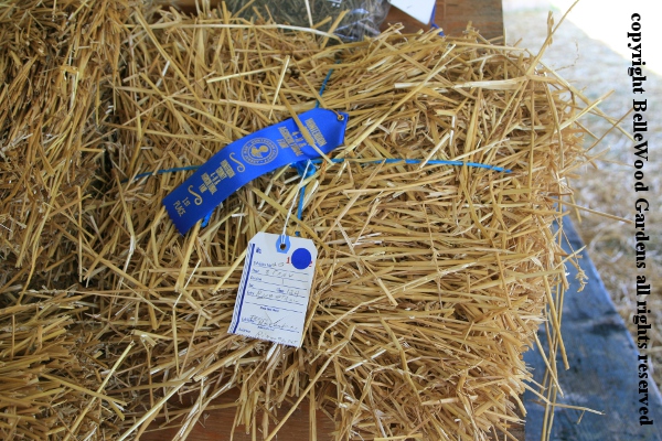 BelleWood-Gardens - Diary