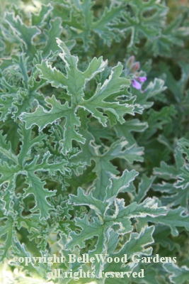 Wave Geranium BelleWood-Gardens - Diary