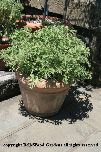 Wave Geranium BelleWood-Gardens - Diary