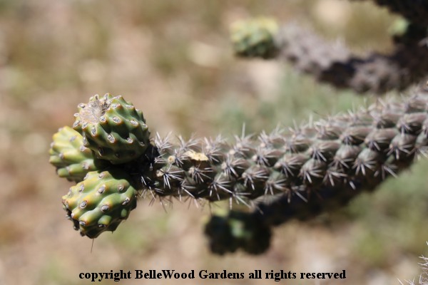 BelleWood-Gardens - Diary